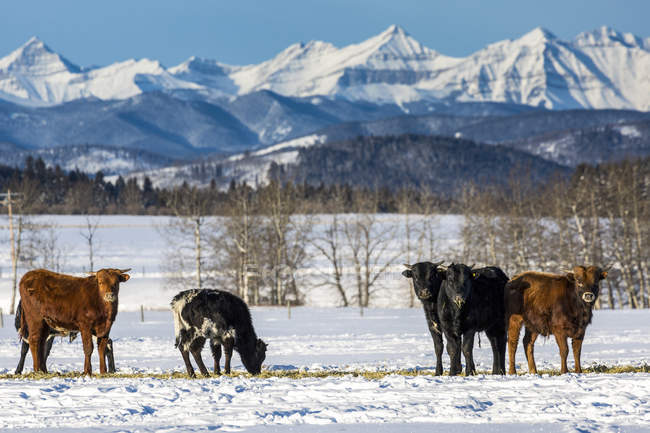 Велика рогата худоба на вкритому снігом полі з засніженим гірським хребтом і синім небом на задньому плані, захід від Високої річки; Альберта, Канада — стокове фото