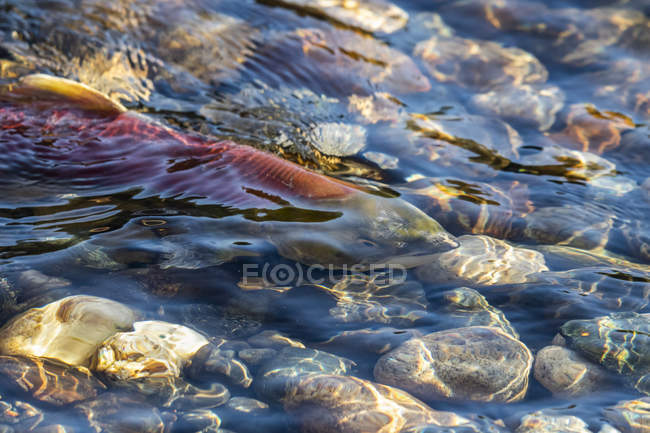Sockeye salmon run in the Shuswap River, British Columbia, Canada — Stock Photo