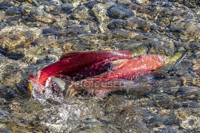 Sockeye salmón correr en el río Shuswap, Columbia Británica, Canadá - foto de stock