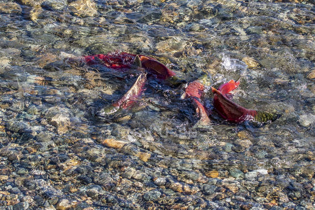 Saumon rouge dans la rivière Shuswap, Colombie-Britannique, Canada — Photo de stock
