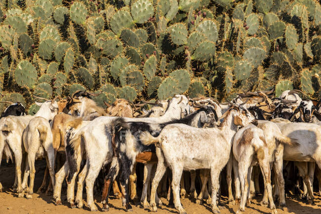 Chèvres au marché aux animaux du lundi ; Keren, région d'Anseba, Érythrée — Photo de stock