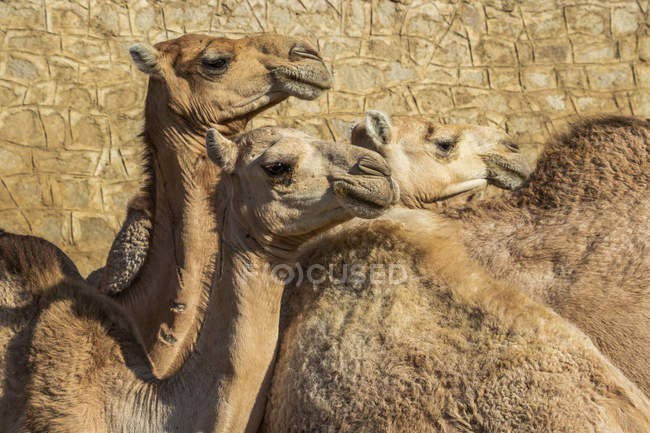Primo piano dei cammelli al mercato zootecnico del lunedì; Keren, regione di Anseba, Eritrea — Foto stock