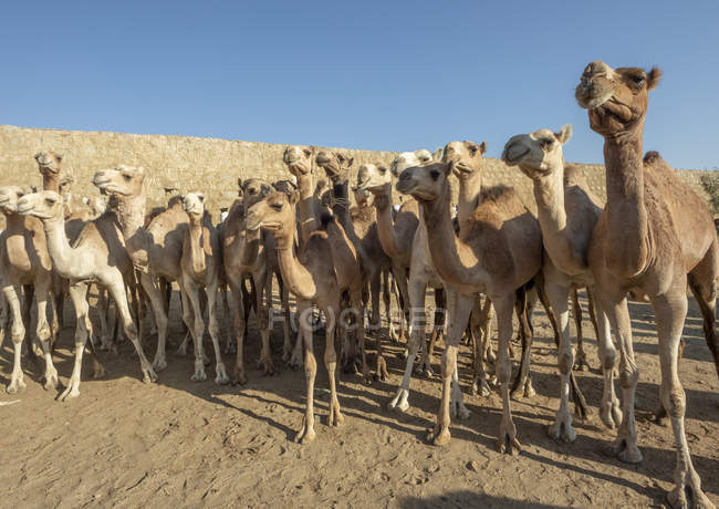 Крупный план верблюдов на понедельничном рынке скота; Керен, регион Ансеба, Эритрея — стоковое фото