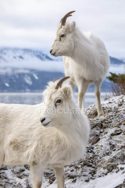 Dall pecore in natura selvaggia in inverno a Chugach Mountains, Alaska, Stati Uniti d'America — Foto stock