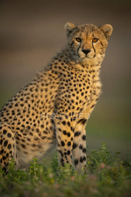 Closeup view of majestic cheetah in wild nature — Stock Photo