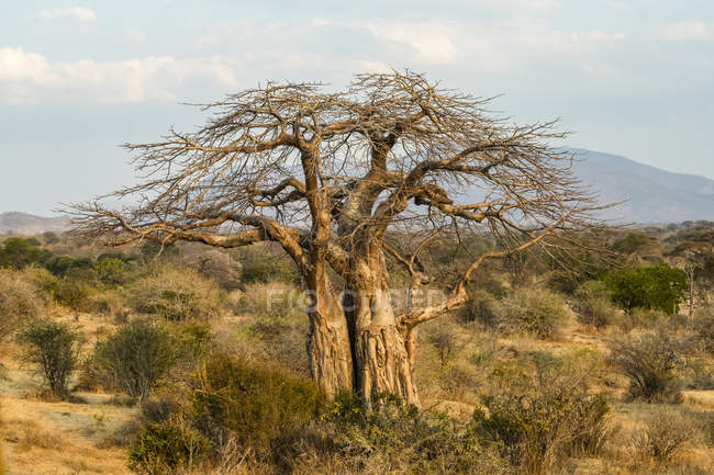 Leafless Baobab tree (Adansonia Digitata) with trunk scarred by Elephants in Ruaha National Park; Tanzania — Stock Photo