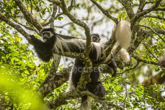 Schwarz-weiße Colobus-Affen (Colobus guereza) entspannen sich auf Ästen in der ngare sero Mountain Lodge in der Nähe von Arusha; Tansania — Stockfoto