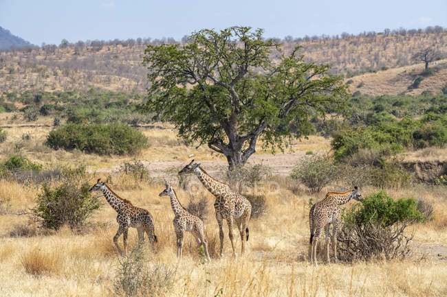 Vista panorámica de jirafas masai en reserva natural salvaje - foto de stock