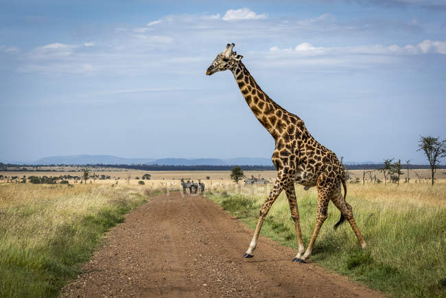 Vista panorâmica da girafa masai na natureza selvagem preservar cruzamento estrada — Fotografia de Stock