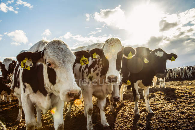 Neugierige holstein-kühe, die in die kamera blicken, während sie auf einem eingezäunten gelände mit kennzeichnungsschildern in den ohren auf einer roboterfarm nördlich von edmonton stehen; alberta, kanada — Stockfoto