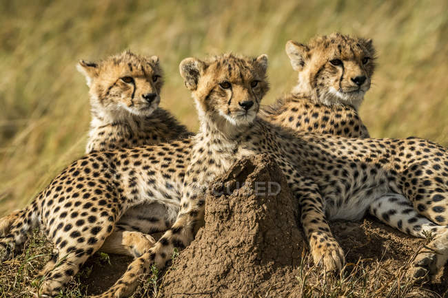 Крупним планом величний гепарди в дикій природі — стокове фото