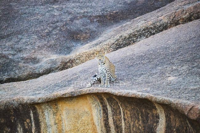 Vista panoramica del maestoso leopardo nella natura selvaggia rilassante sulla roccia — Foto stock
