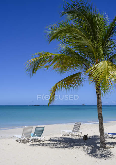 Dog sitting in the shade of  a palm tree on island of Antigua; Antigua — Stock Photo