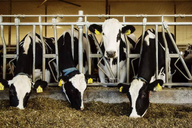 Holstein dairy cows with identification tags on their ears standing in a row along the rail of a feeding station on a robotic dairy farm, North of Edmonton; Alberta, Canada — Stock Photo