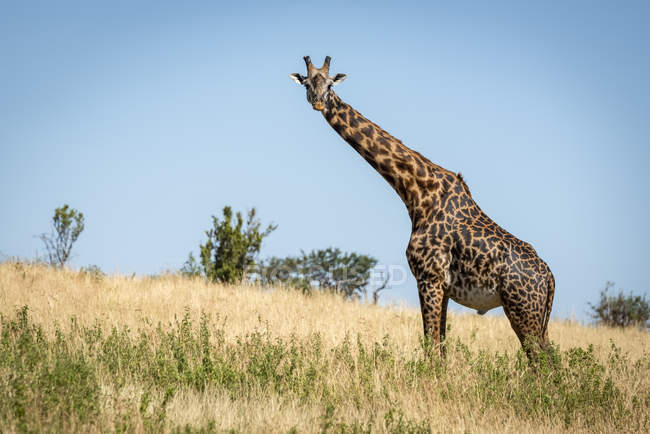 Vista panorámica de la jirafa masai en reserva natural salvaje - foto de stock
