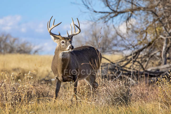 Білоспинний олень або Odocoileus virginianus buck стоячий на трав'яному полі, Денвер, Колорадо, США — стокове фото