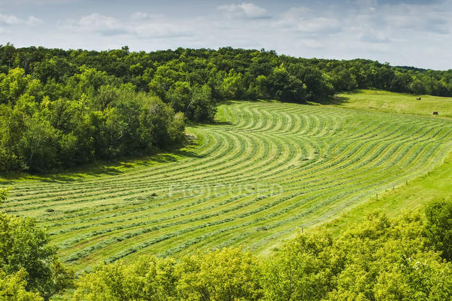 Scenic view of Windrows in a hay field; Manitoba, Canada — Stock Photo