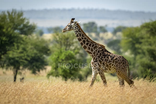 Мальовничим видом на Масаї жирафа в дикій природі заповідника — стокове фото