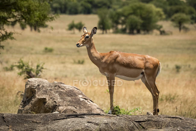 Impala femmina (Aepyceros melampus) in piedi di profilo sulla roccia, Parco Nazionale del Serengeti; Tanzania — Foto stock