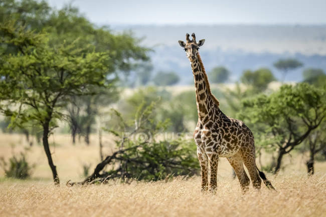 Scenic view of masai giraffe in wild nature preserve — Stock Photo