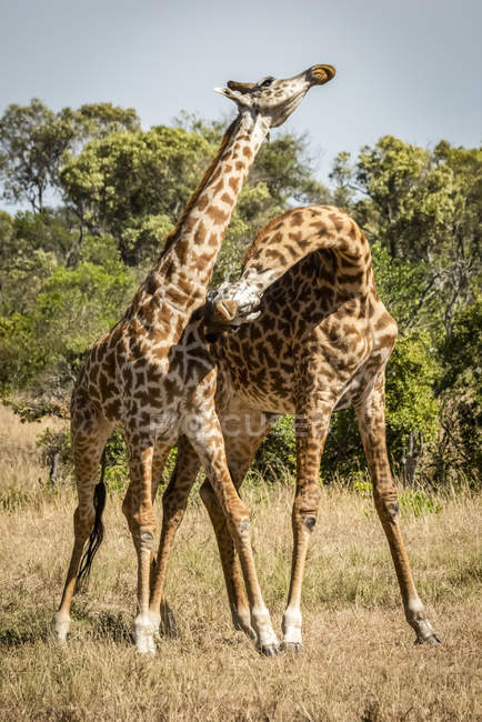 Scenic view of masai giraffes in wild nature preserve — Stock Photo