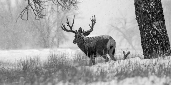 Black and white image of a Mule deer (Odocoileus hemionus) buck and doe during a snowfall; Denver, Colorado, United States of America — Stock Photo