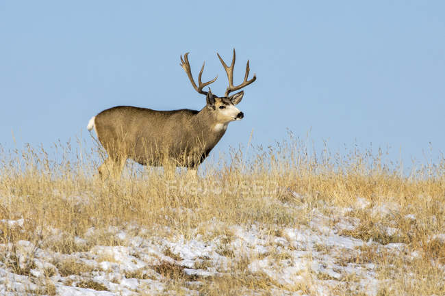 Cervo mulo (Odocoileus hemionus) in piedi in un campo di erba con tracce di neve contro un cielo blu; Denver, Colorado, Stati Uniti d'America — Foto stock