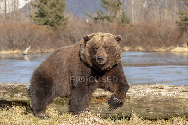 Urso castanho fêmea ou Ursus arctos descansando e dormindo em um tronco de madeira no Alaska Wildlife Conservation Center com uma lagoa no fundo, centro-sul do Alasca, Portage, Estados Unidos da América — Fotografia de Stock