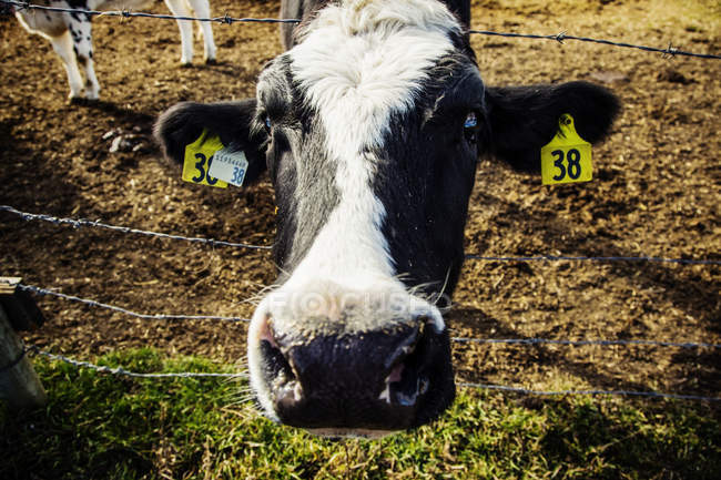 Primer plano de la cabeza de una vaca Holstein de pie en una cerca de alambre de púas haciendo una cara divertida, con etiquetas de identificación en sus oídos en una granja lechera robótica, al norte de Edmonton; Alberta, Canadá - foto de stock