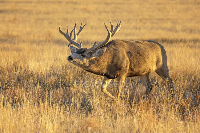 Mule deer (Odocoileus hemionus) buck walking in a grass field ; Denver, Colorado, États-Unis d'Amérique — Photo de stock