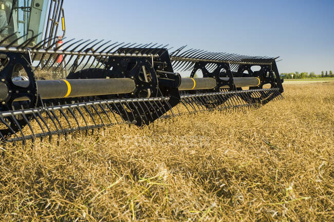 Combine el corte recto de la cosechadora en un campo maduro de canola durante la cosecha, cerca de Lorette; Manitoba, Canadá - foto de stock