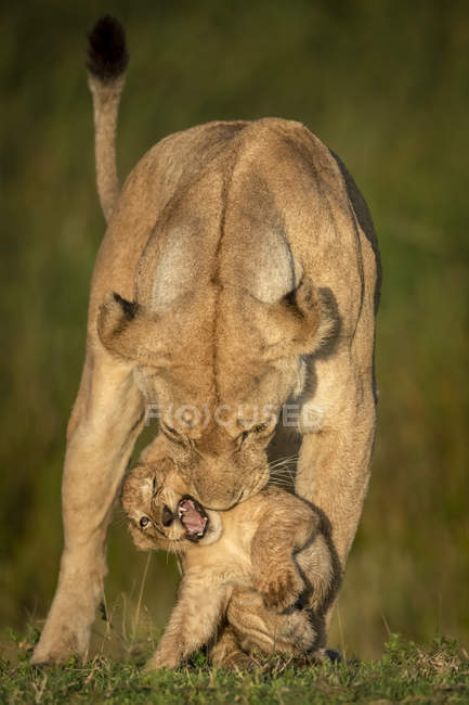 Majestosa leoa ou panthera leo na vida selvagem com filhote na grama — Fotografia de Stock