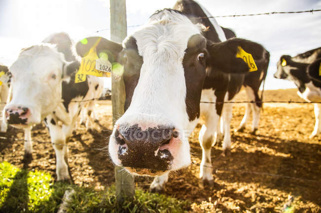 Dos vacas Holstein de pie en una cerca de alambre de púas mirando curiosamente a la cámara con etiquetas de identificación en sus oídos en una granja lechera robótica, al norte de Edmonton; Alberta, Canadá - foto de stock