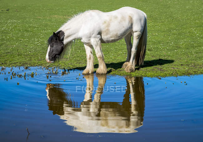 Caballo parado sobre hierba en el borde del agua y bebiendo con reflexión hecha en el agua; South Shields, Tyne and Wear, Inglaterra - foto de stock