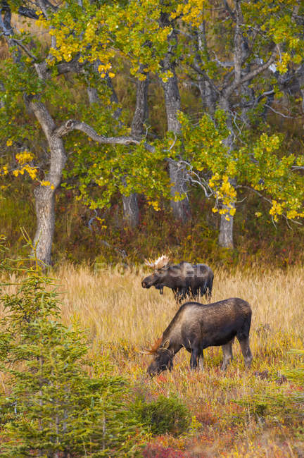Мальовничий вид на величний бик лося в дикій природі, Chugach State Park, Аляска, Сполучені Штати Америки — стокове фото