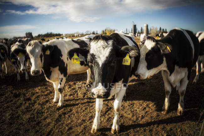 Curiose mucche Holstein che guardano la telecamera mentre si trovano in un'area recintata con etichette identificative nelle orecchie in un allevamento di latticini robotici, a nord di Edmonton; Alberta, Canada — Foto stock