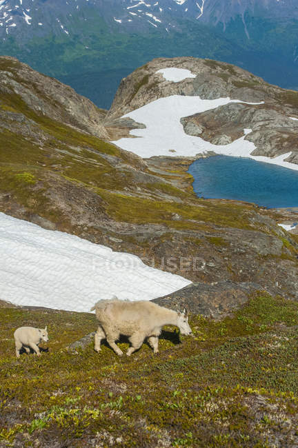 Malerischer Blick auf Bergziegen im Kenai-Fjord-Nationalpark, Alaska, Vereinigte Staaten von Amerika — Stockfoto