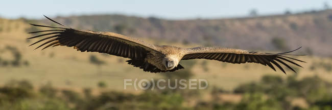 Panorama of African white-backed vulture over savannah — Stock Photo