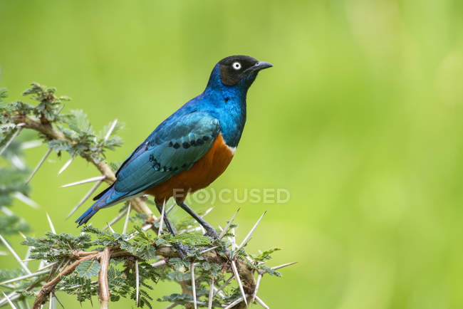 Superb Starling (Lamprotornis superbus) perched on thorny Acacia branch in Ngorongoro Crater, Ngorongoro Conservation Area, Tanzania — Stock Photo