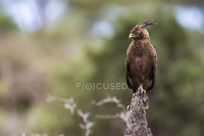 Aquila a cresta lunga (Lophaetus occipitalis) appollaiata su un intoppo morto nell'area di Ndutu della zona di conservazione di Ngorongoro nelle pianure del Serengeti; Tanzania — Foto stock