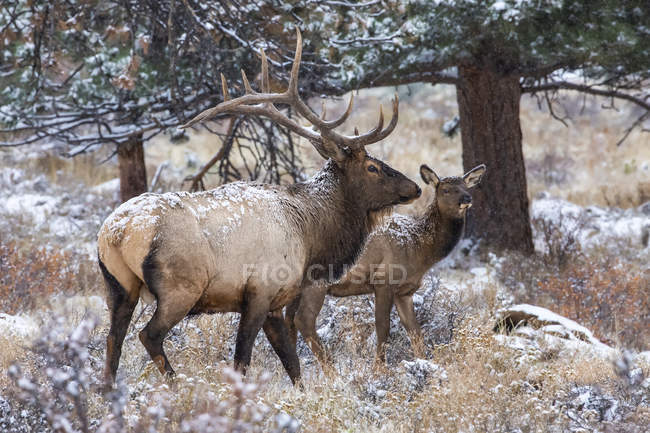 Scenic view of majestic beautiful elks in wild nature — Stock Photo