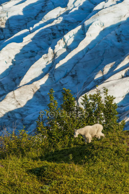 Malerische Ansicht der Bergziege im Kenai-Fjorde-Nationalpark, Alaska, vereinigte Staaten von Amerika — Stockfoto
