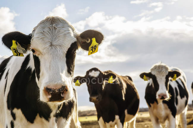 Цікавий Гольштейн корови дивляться на камеру, стоячи в обгородженій області з ідентифікаційними тегами в вухах на роботизованих молочних ферм, на північ від Едмонтон; Альберта, Канада — стокове фото