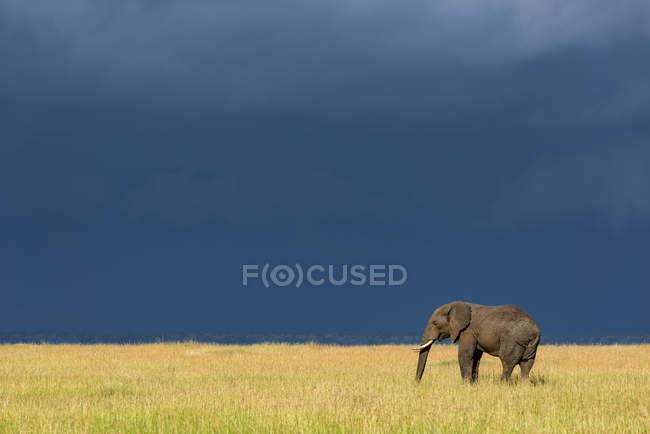 Belo elefante cinzento africano na natureza selvagem, Parque Nacional Serengeti; Tanzânia — Fotografia de Stock