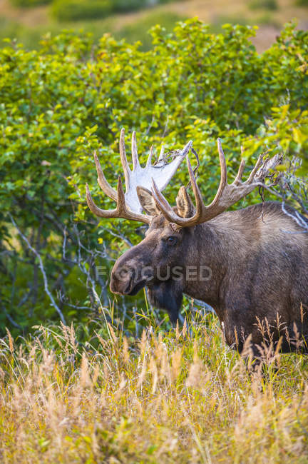 Мальовничий вид на величний бик-Лось в кущах, штат Chugach, Аляска, Сполучені Штати Америки — стокове фото