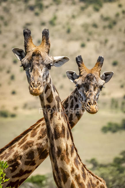 Живописный вид на жирафов масаи, пересекающих шеи в заповеднике — стоковое фото