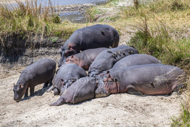 Vista panorâmica de majestoso e bonito Hippopótamos na natureza selvagem — Fotografia de Stock
