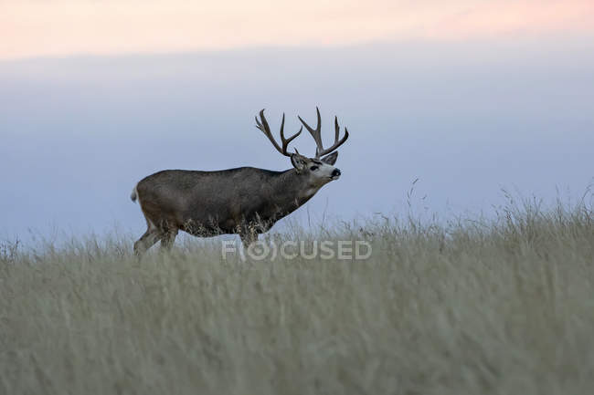 Mule deer or Odocoileus hemionus buck standing in a grass field at sunset, Denver, Colorado, United States of America — Stock Photo