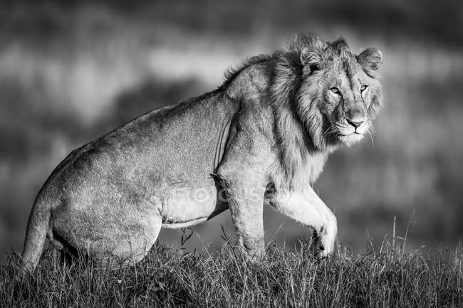 Majestoso leão macho na natureza selvagem na grama, vista monocromática — Fotografia de Stock