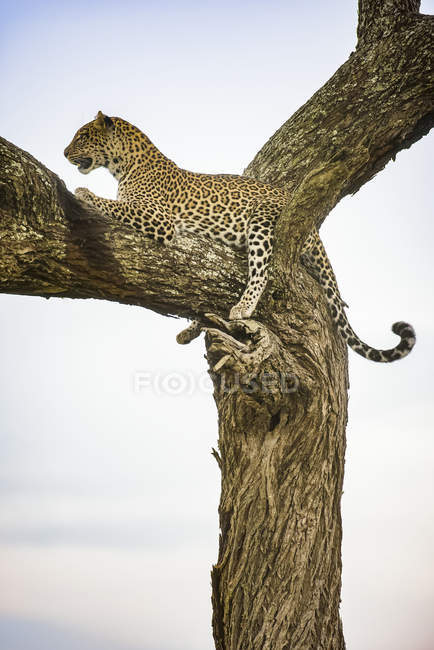 Живописный вид на величественного леопарда в дикой природе, сидящего на дереве — стоковое фото